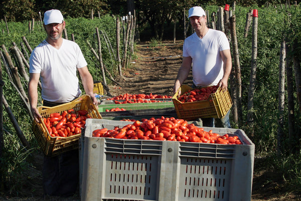 2 men standing next to freshly harvested Ciao tomatoes