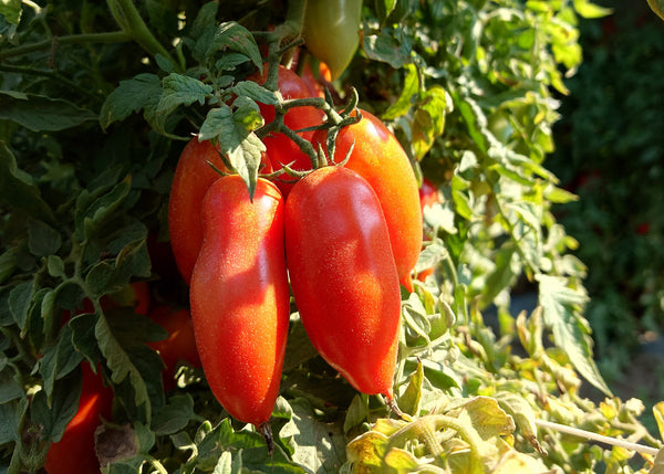 Tomatoes growing on a vine